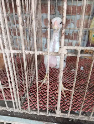 Indian Aseel Chicks
