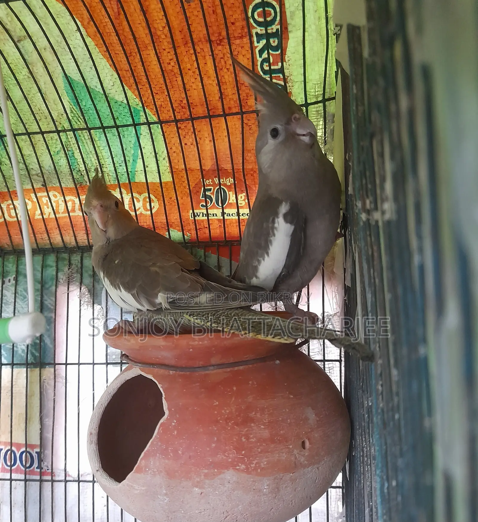 Cockatiel (Pair)