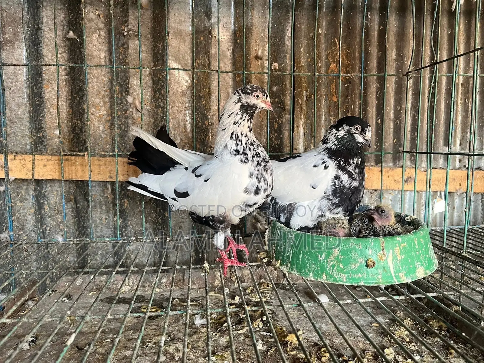 Pigeons for Sale