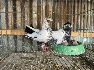 Pigeons for Sale