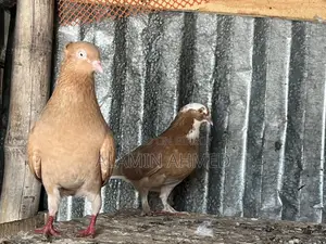 Pigeons for Sale