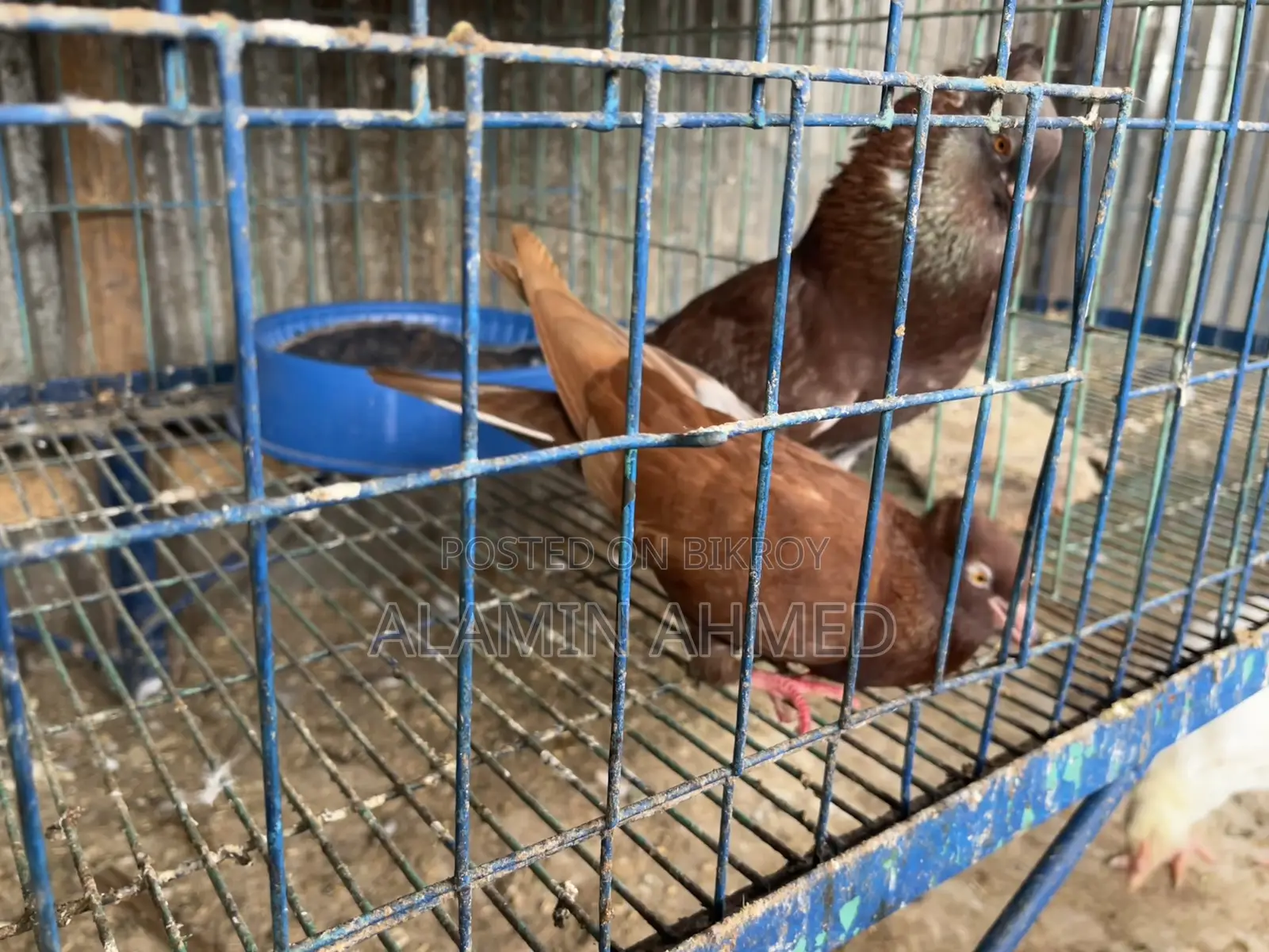 Pigeons for Sale