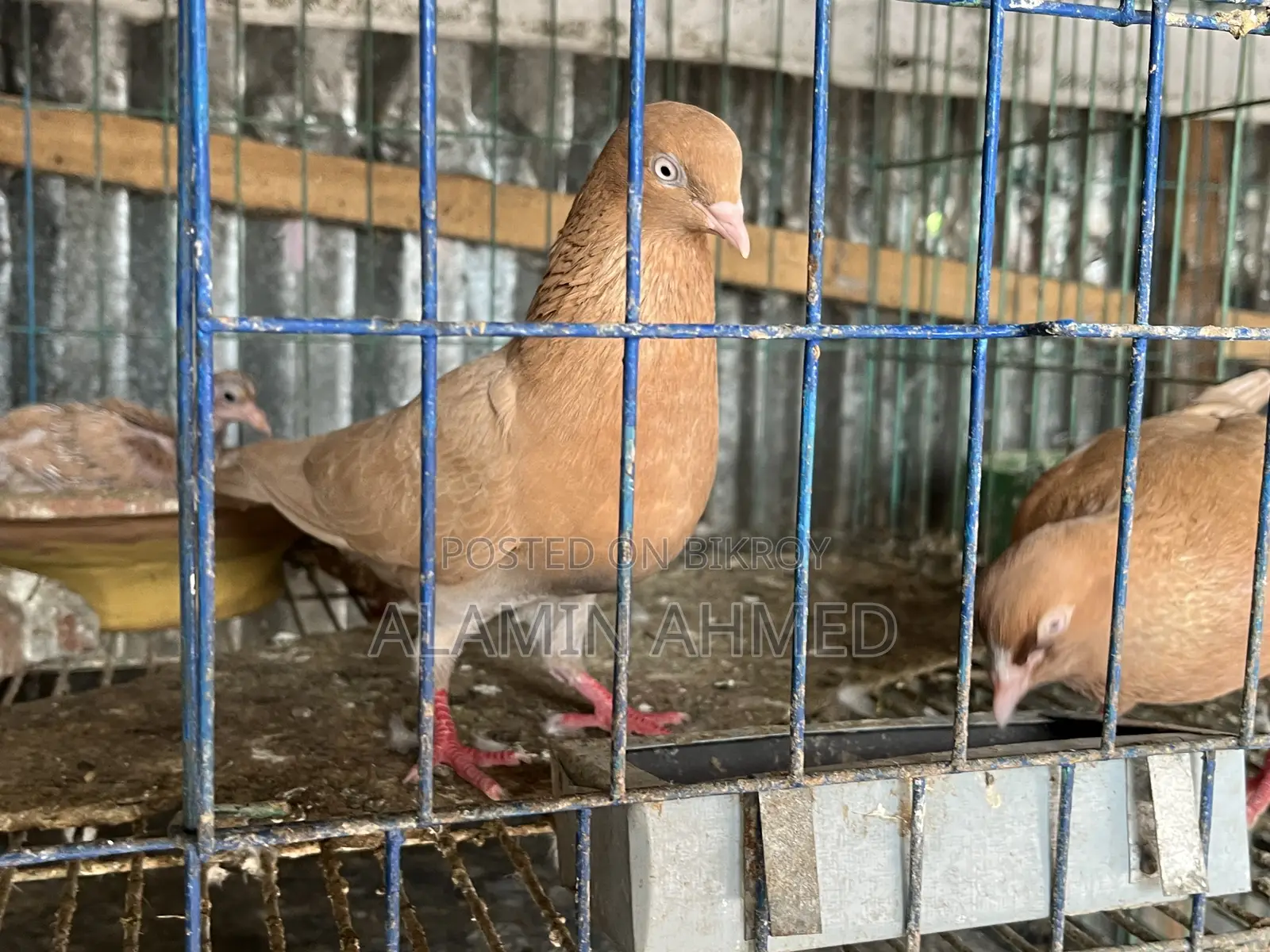 Pigeons for Sale