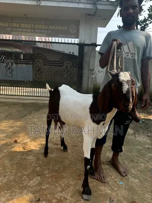 Beetal breed goat for sale with kid.