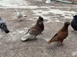 Pigeons for Sale