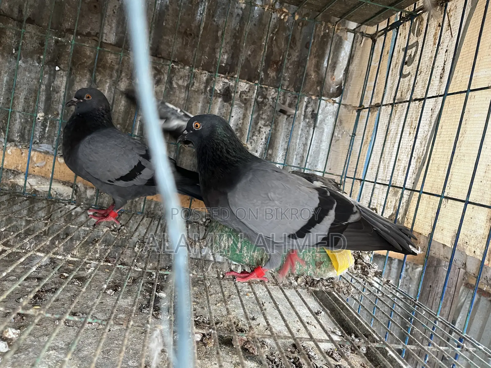 Pigeons for Sale