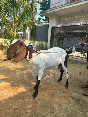 Beetal breed goat for sale with kid.