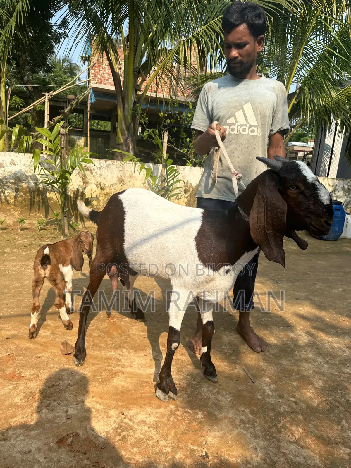 Beetal breed goat for sale with kid.