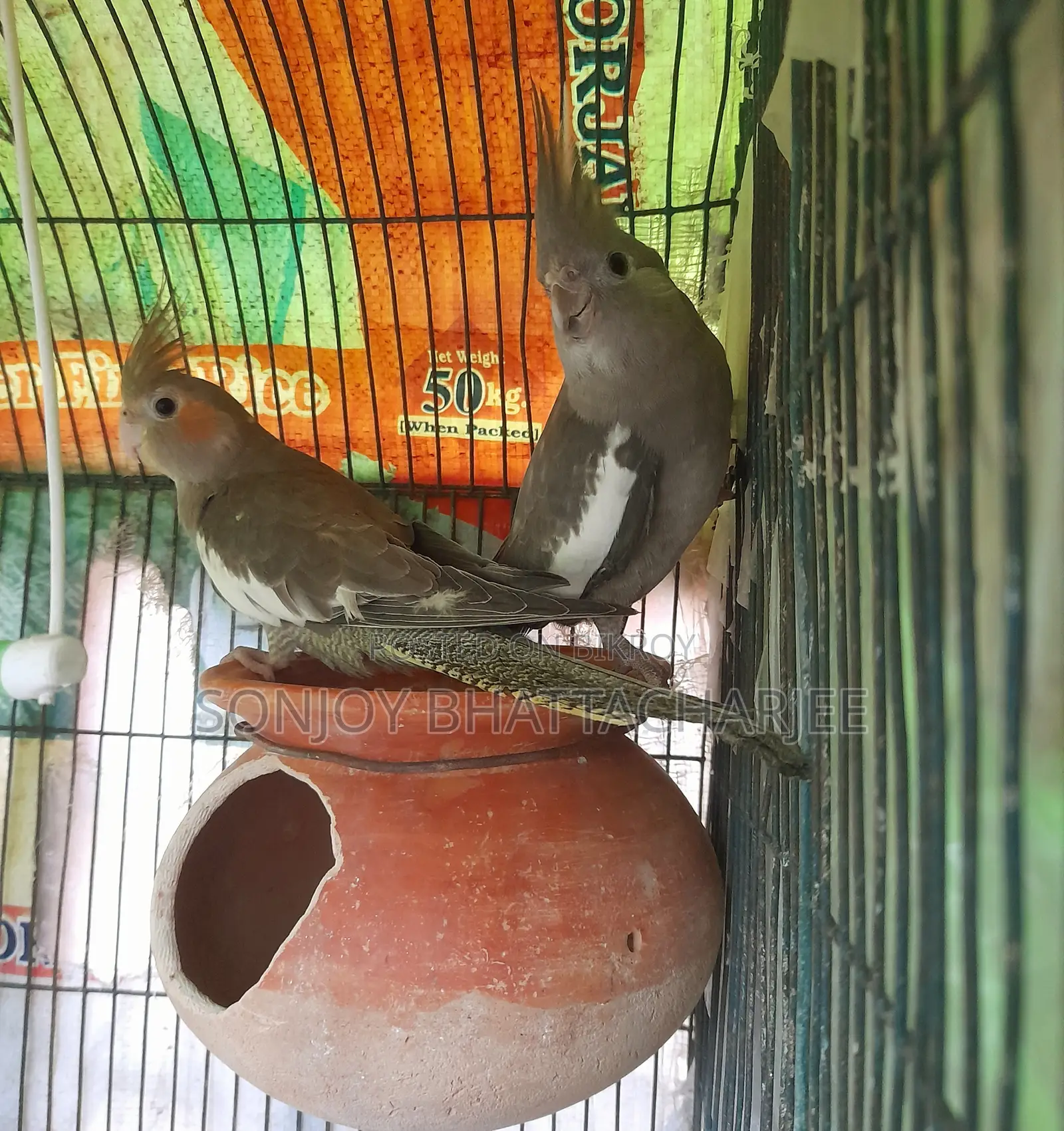 Cockatiel (Pair)