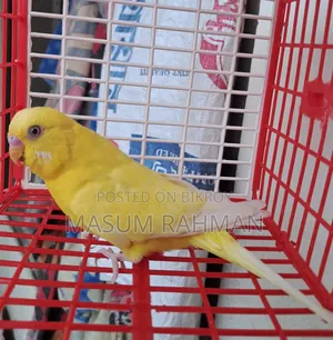 Lutino Red Eye Budgerigar Bird Male