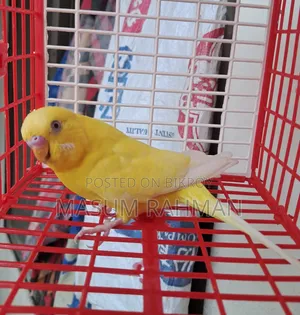 Lutino Red Eye Budgerigar Bird Male