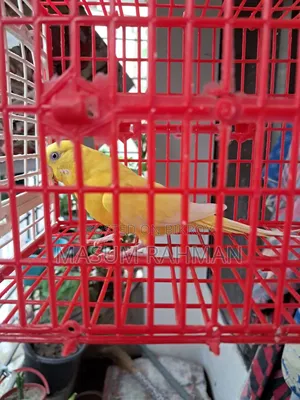 Lutino Red Eye Budgerigar Bird Male