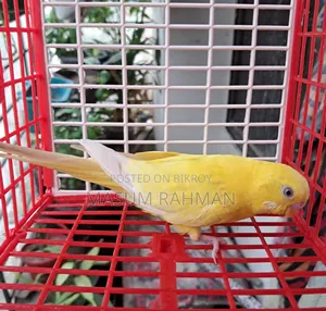 Lutino Red Eye Budgerigar Bird Male