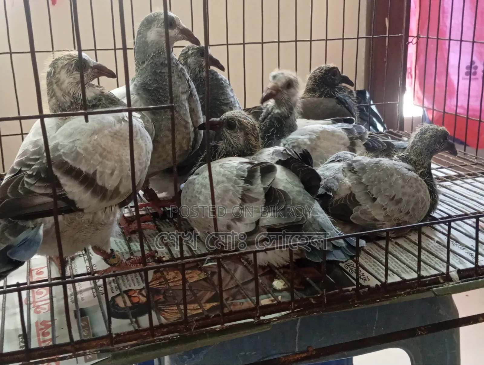 Afsan Grizzle Racer Pigeon Squab