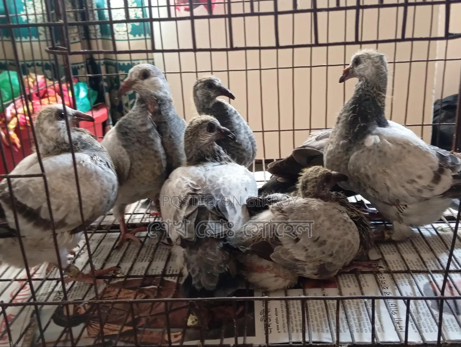 Afsan Grizzle Racer Pigeon Squab