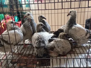 Afsan Grizzle Racer Pigeon Squab