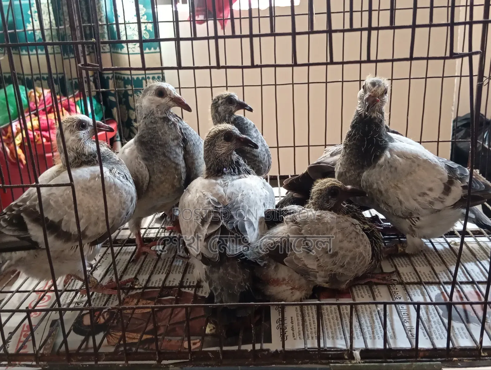 Afsan Grizzle Racer Pigeon Squab