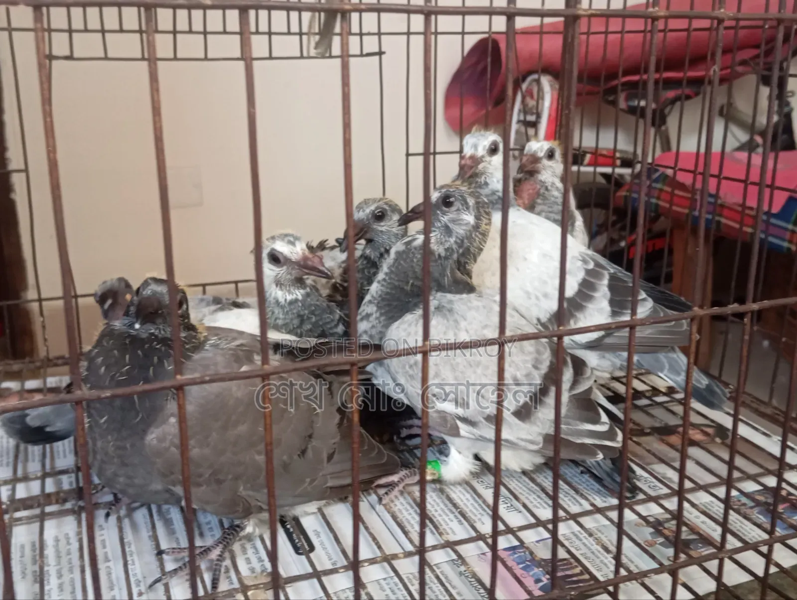 Afsan Grizzle Racer Pigeon Squab