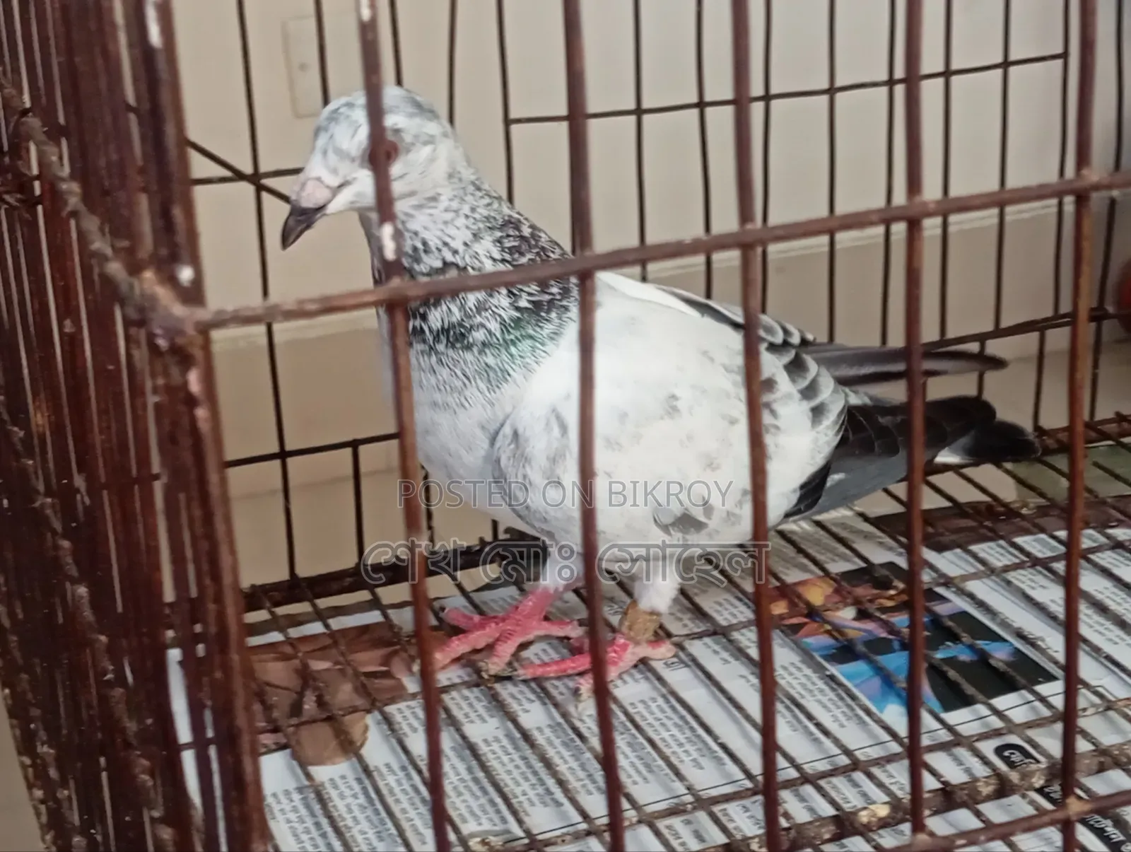Afsan Grizzle Racer Pigeon Squab