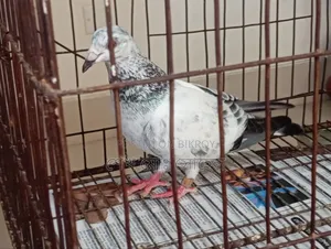 Afsan Grizzle Racer Pigeon Squab