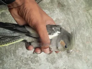 Healthy and Beautiful Grey Cockatiel Bird for Sale