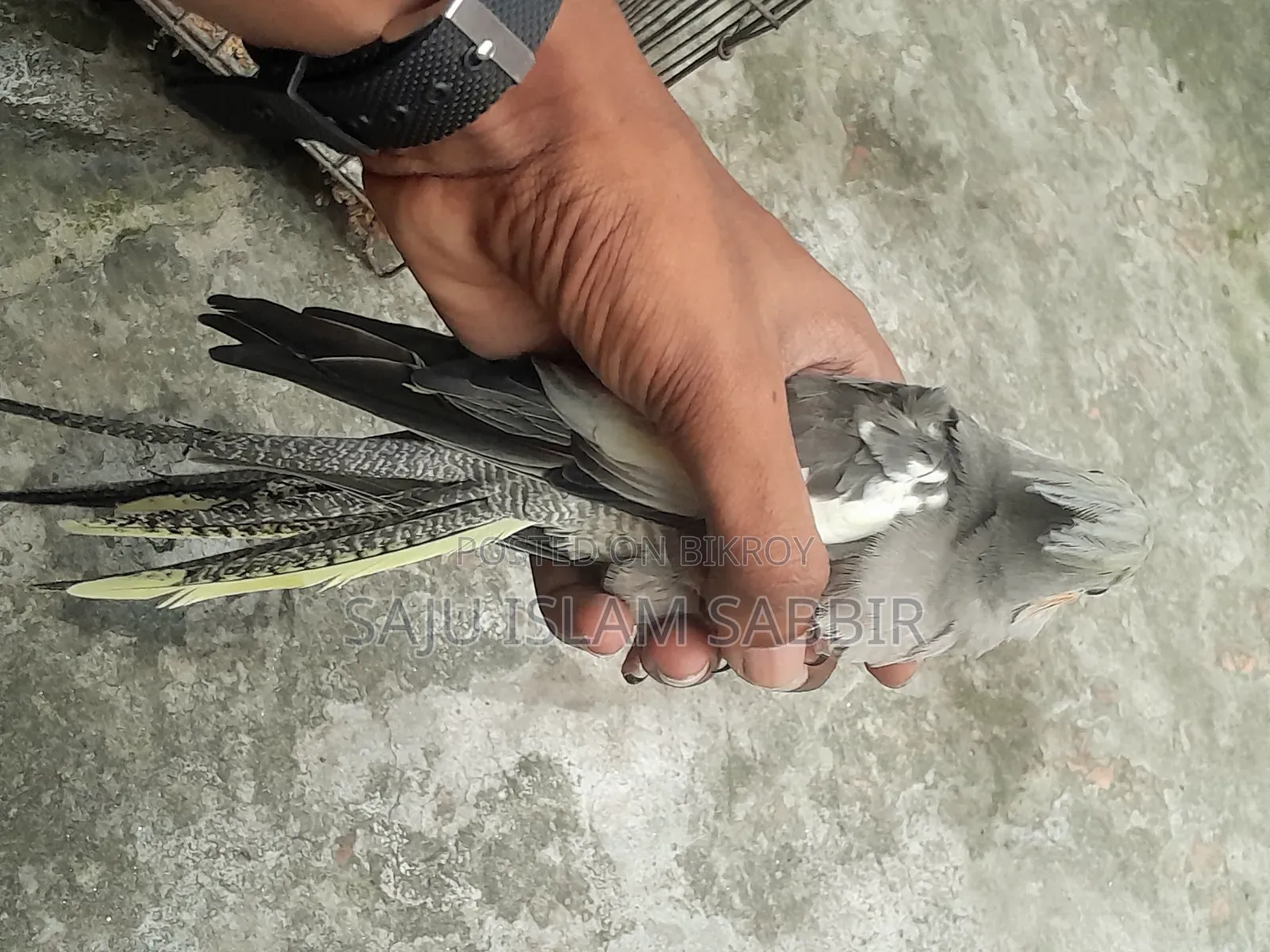 Healthy and Beautiful Grey Cockatiel Bird for Sale