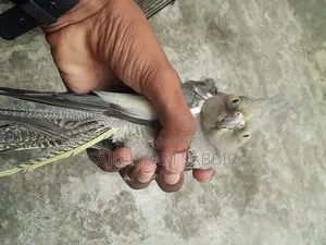 Healthy and Beautiful Grey Cockatiel Bird for Sale