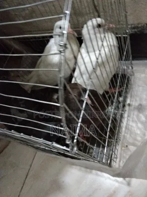 Two pairs of baby pigeons
