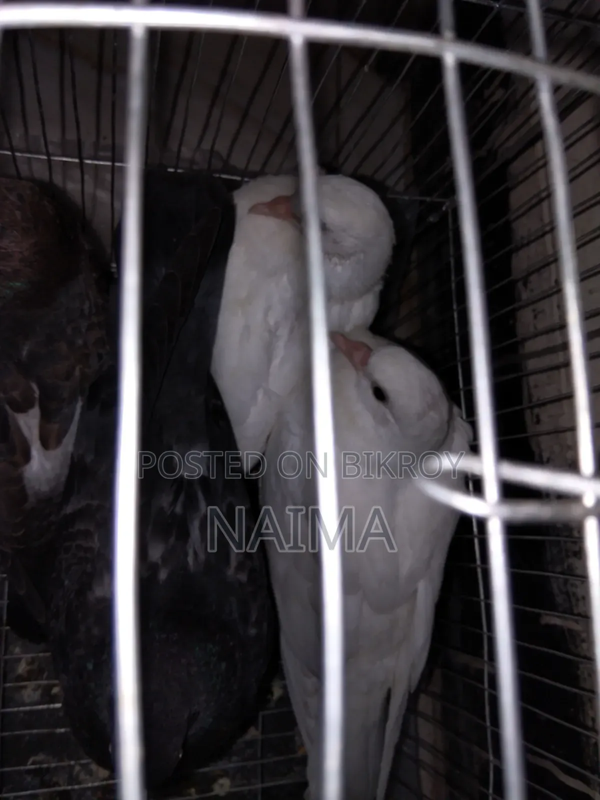 Two pairs of baby pigeons
