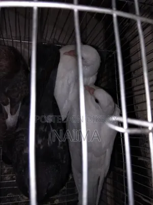 Two pairs of baby pigeons