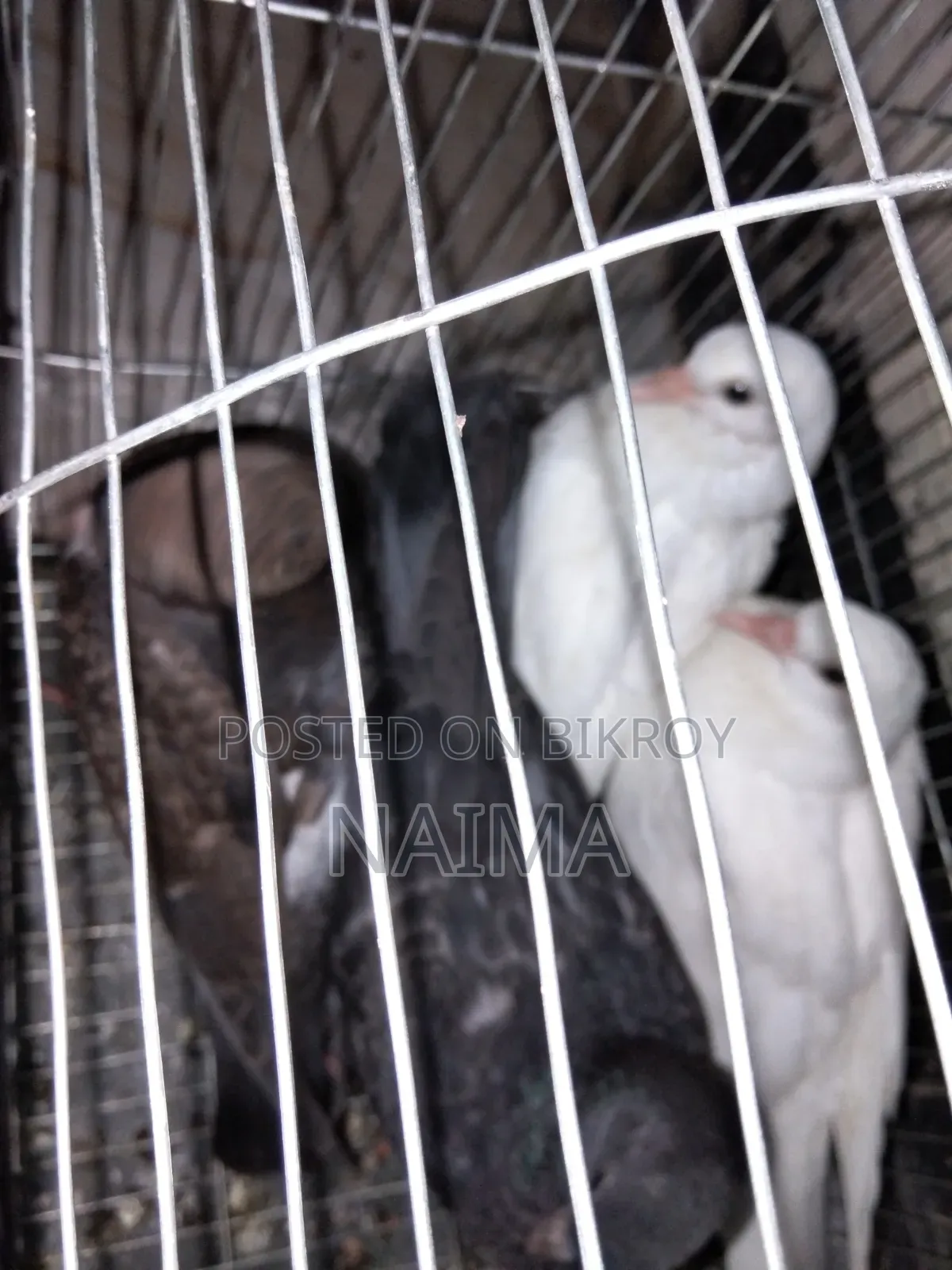 Two pairs of baby pigeons