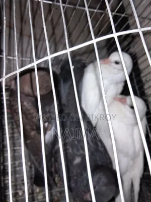 Two pairs of baby pigeons