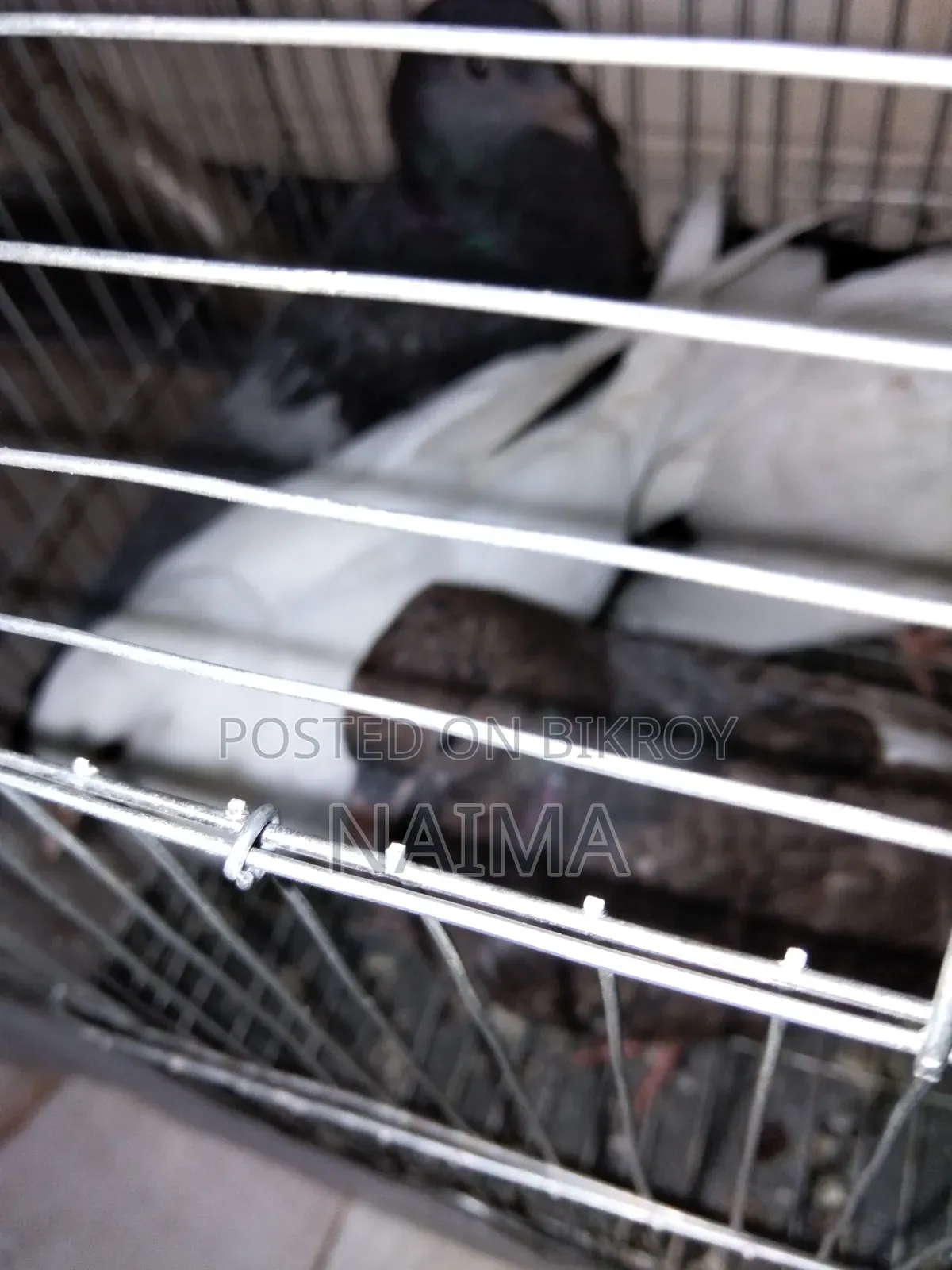 Two pairs of baby pigeons