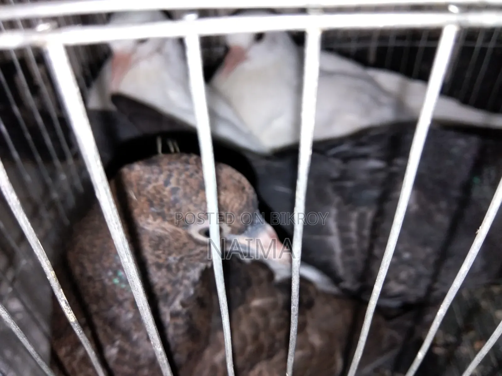 Two pairs of baby pigeons