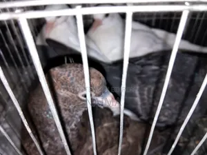 Two pairs of baby pigeons