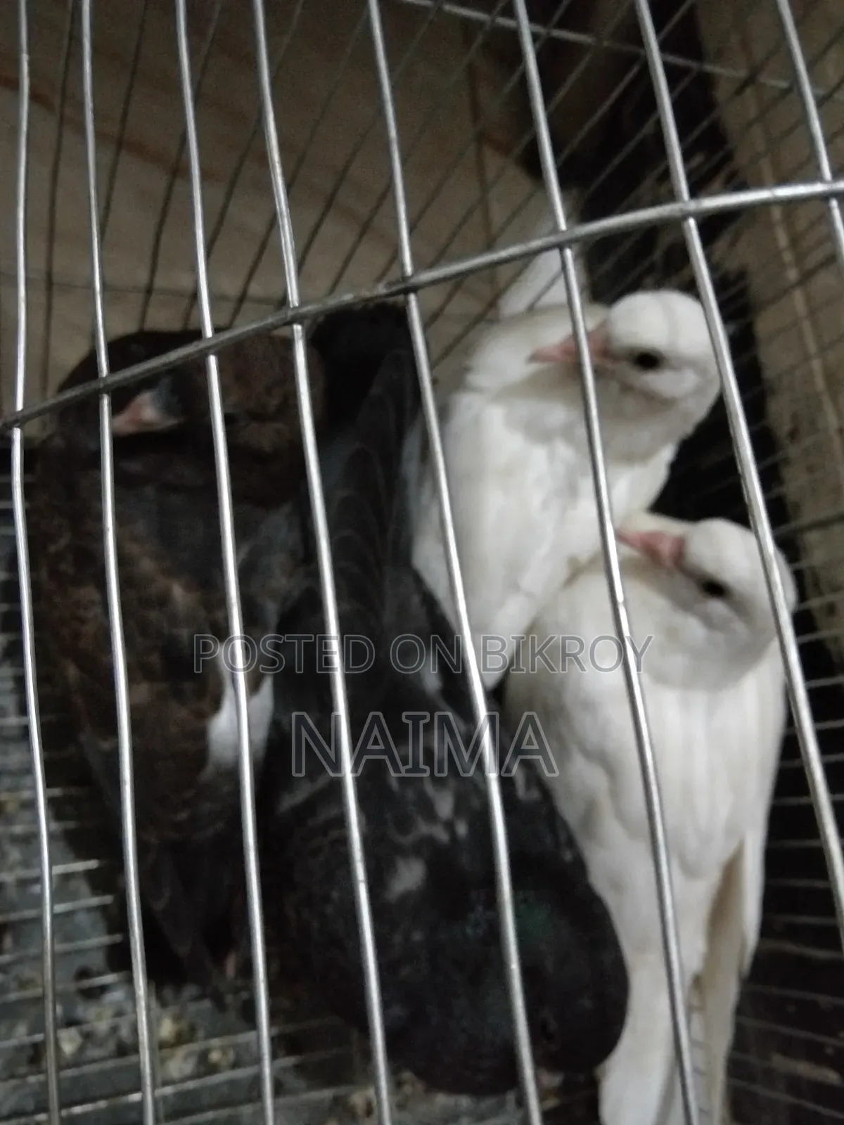 Two pairs of baby pigeons