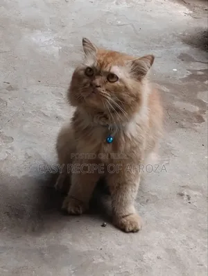 ১+ বছরের পুরুষ মিশ্র জাতের পার্সিয়ান বিড়াল