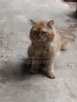 ১+ বছরের পুরুষ মিশ্র জাতের পার্সিয়ান বিড়াল