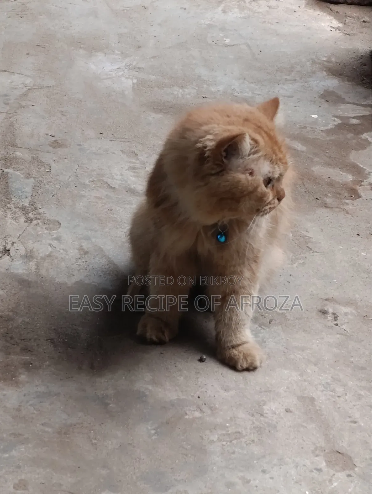 ১+ বছরের পুরুষ মিশ্র জাতের পার্সিয়ান বিড়াল