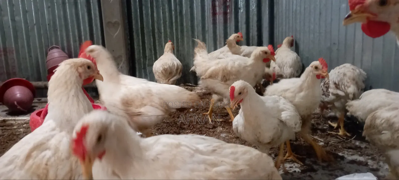 Cock Chicken Wholesale