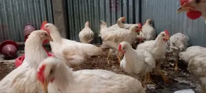Cock Chicken Wholesale