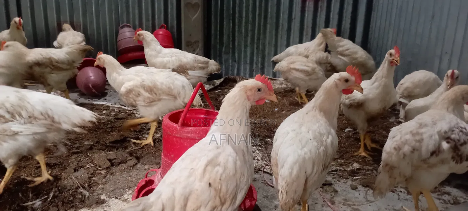 Cock Chicken Wholesale