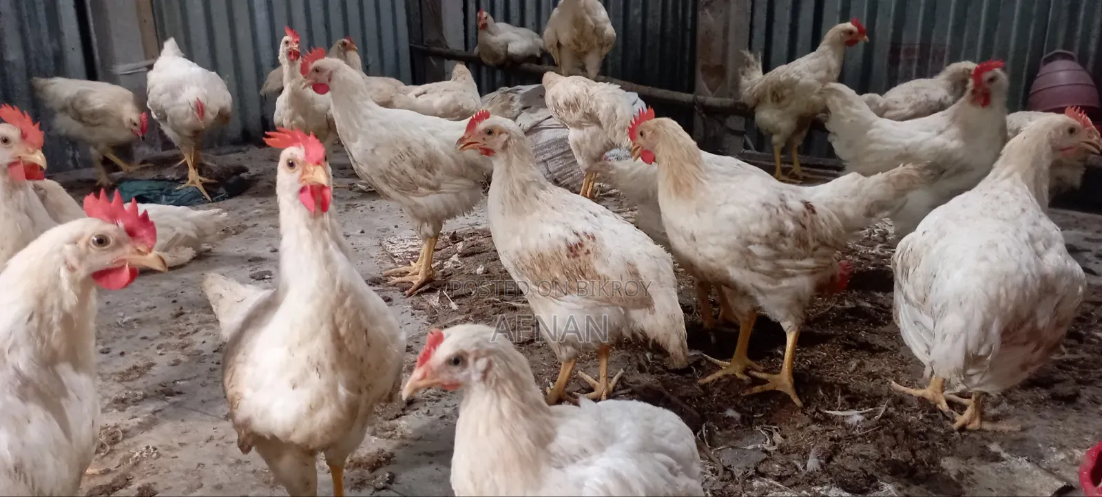 Cock Chicken Wholesale