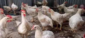 Cock Chicken Wholesale