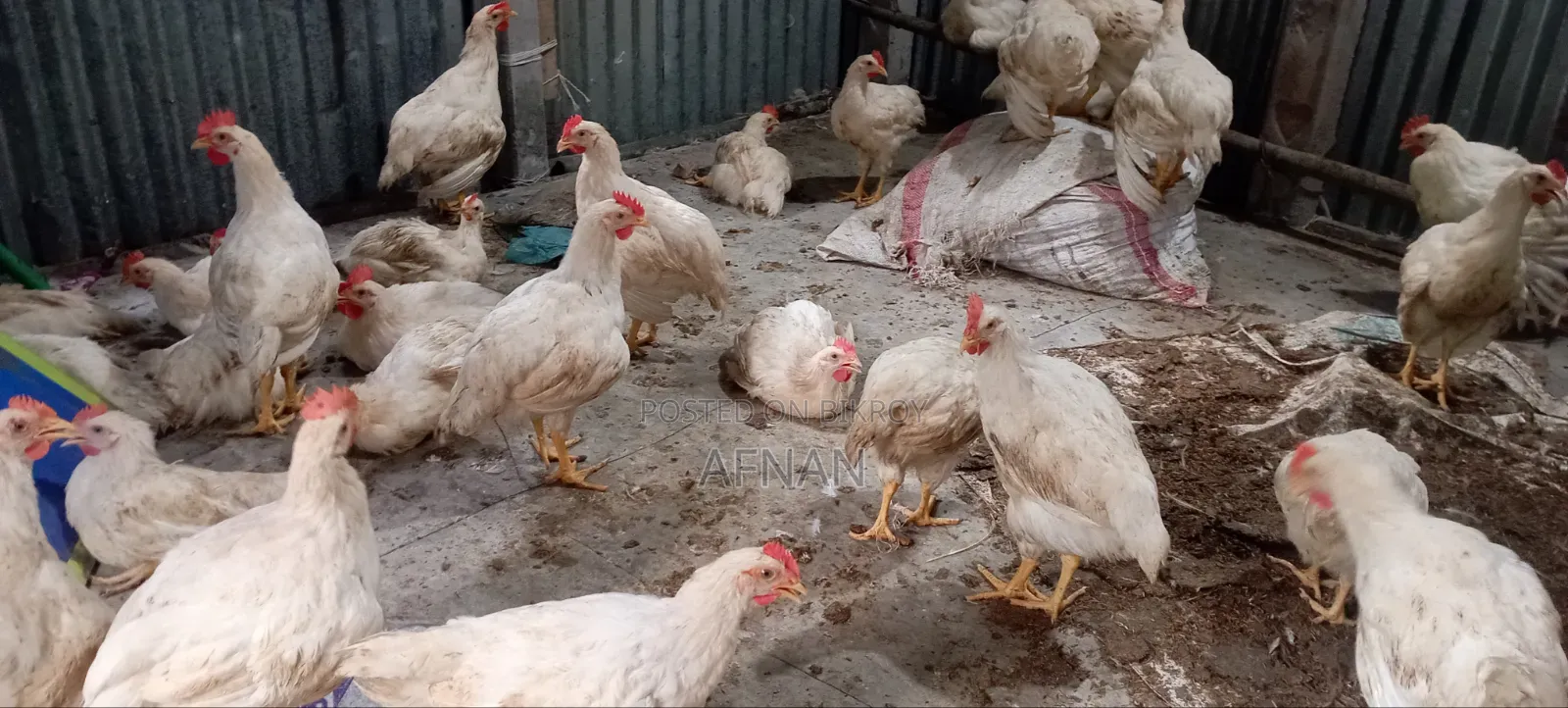 Cock Chicken Wholesale