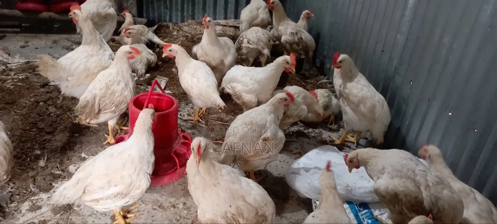 Cock Chicken Wholesale