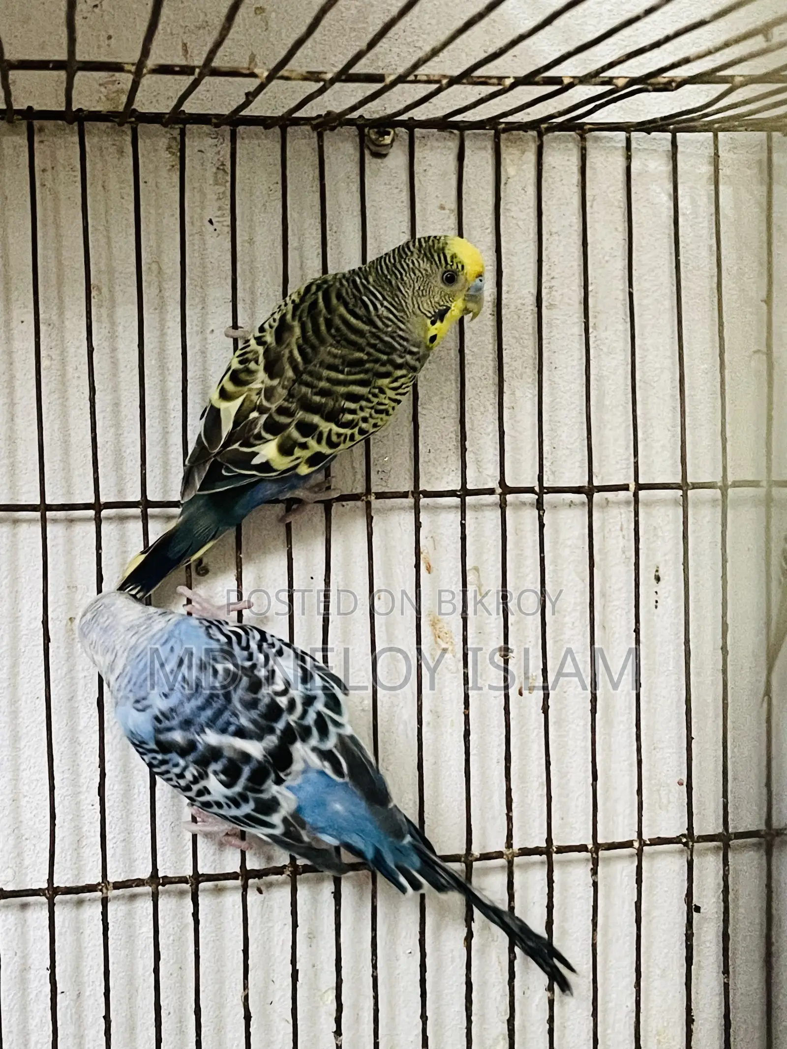 Budgerigar Bird