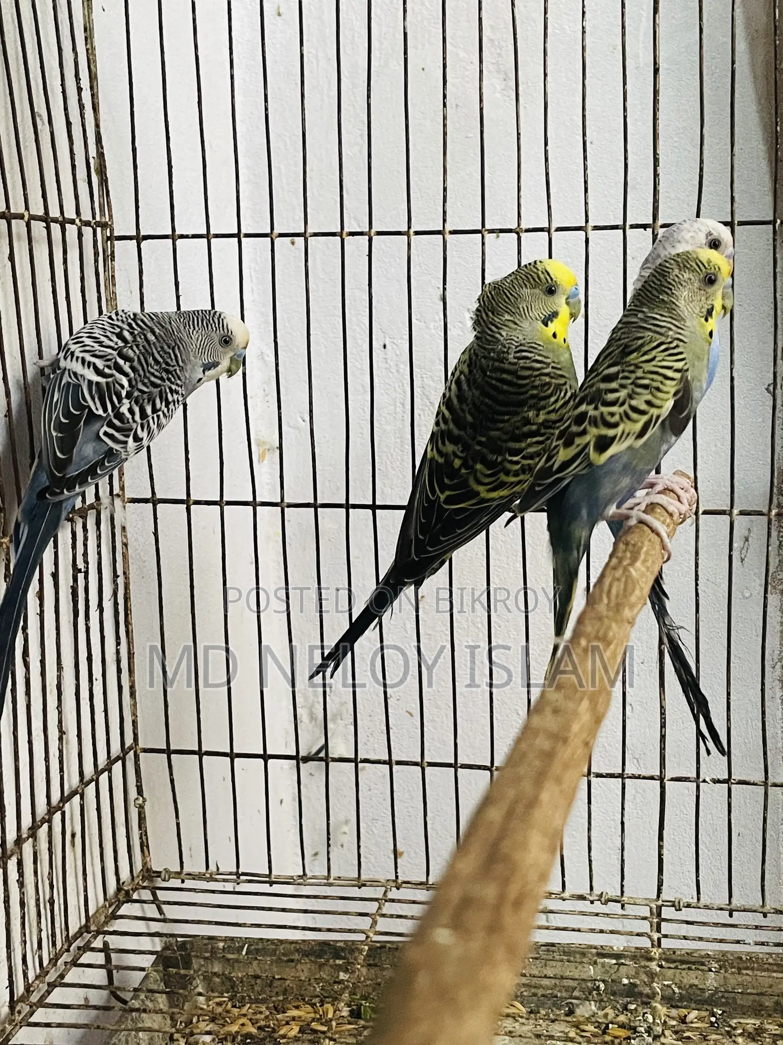 Budgerigar Bird