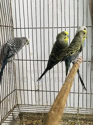 Budgerigar Bird