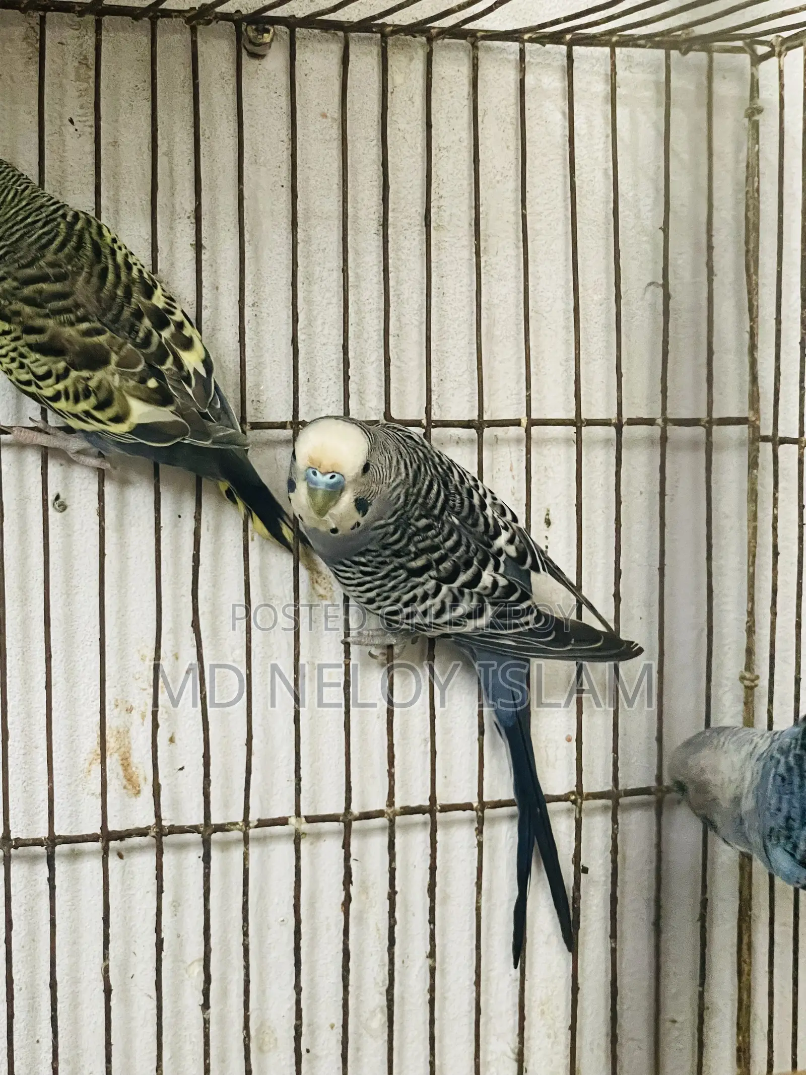 Budgerigar Bird
